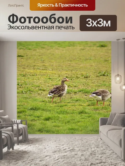 Фотообои Гуси