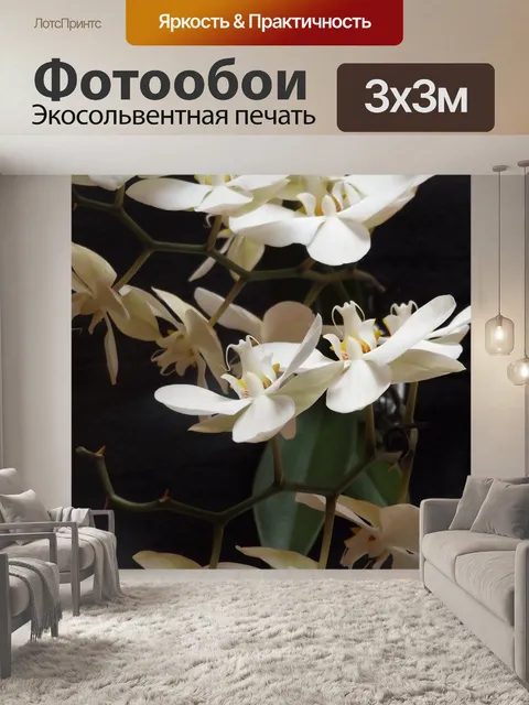 Фотообои Орхидеи
