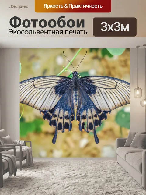 Фотообои Бабочка
