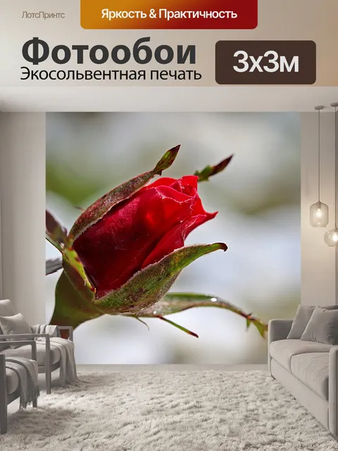 Фотообои Роза