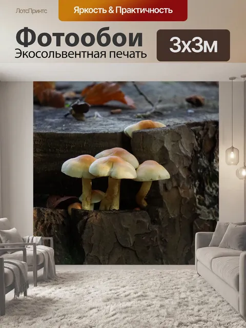 Фотообои Грибы