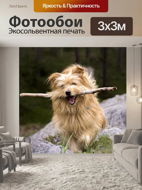 Фотообои Собака