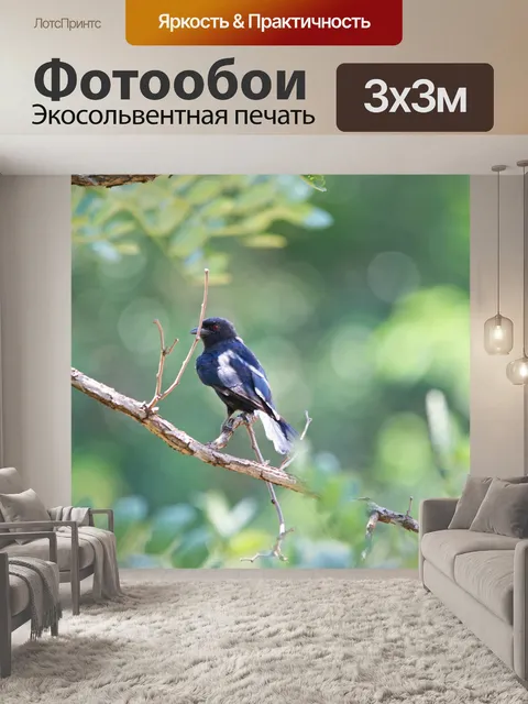 Фотообои маленькая черная птица