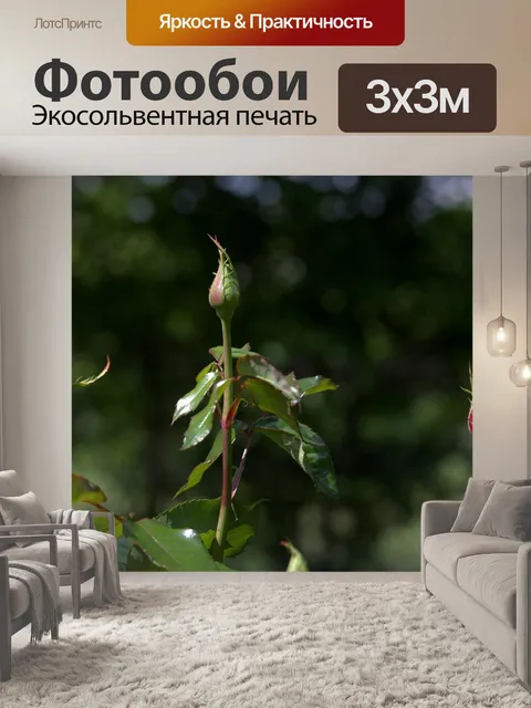 Фотообои Розы