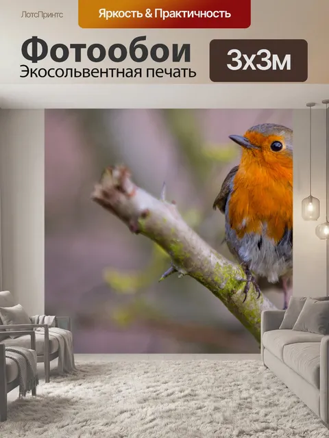 Фотообои Робин, Erithacus rubecula