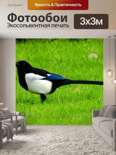 Фотообои Сорока