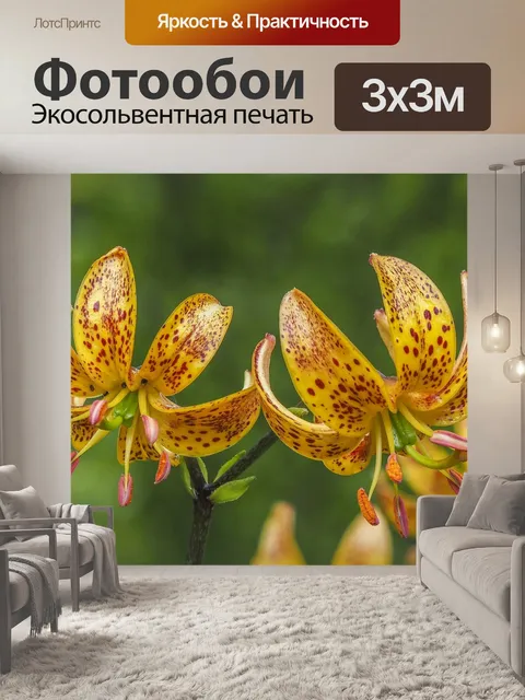 Фотообои Орхидеи