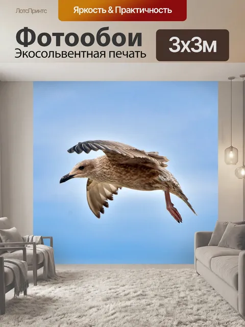 Фотообои Чайка, морская птица