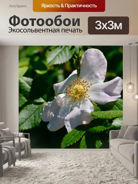 Фотообои Древесные анемоны