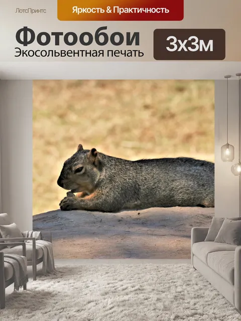 Фотообои Белка лежит на скале с арахисом