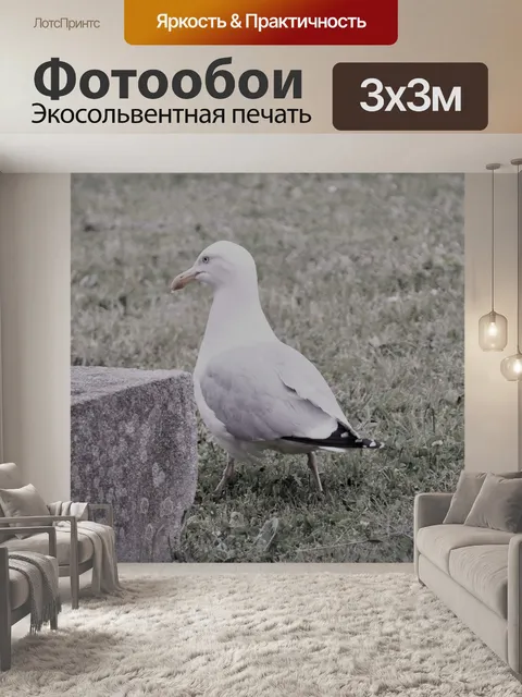 Фотообои Чайка гуляя в траву