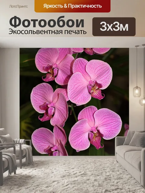 Фотообои Розовый цветок орхидеи в цвету