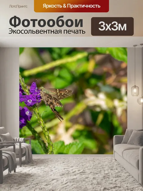 Фотообои Бабочка