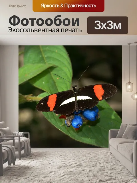 Фотообои Бабочка