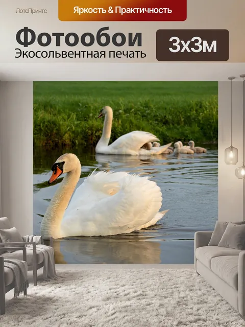 Фотообои Лебедь