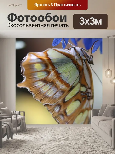 Фотообои Бабочка