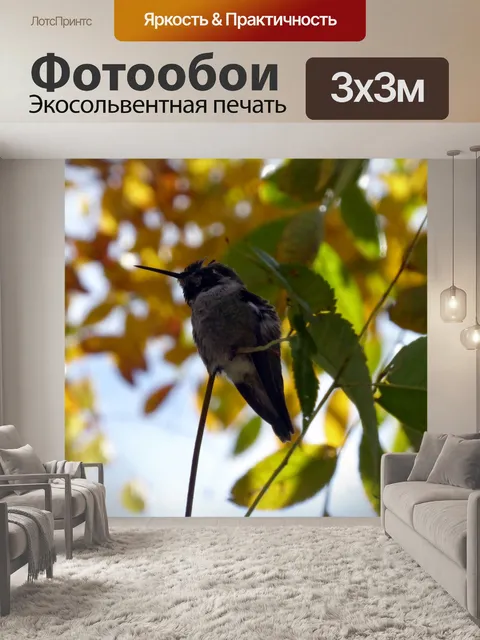 Фотообои Колибри сидел