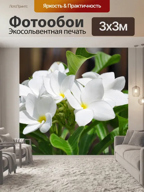 Фотообои Франжипани