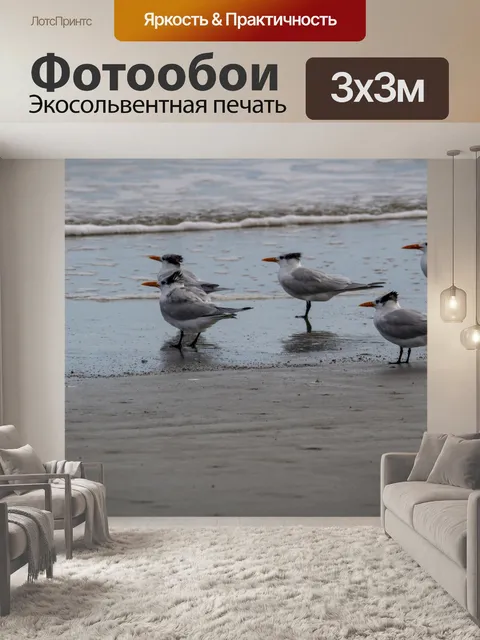 Фотообои крачки птицы