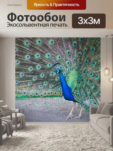 Фотообои Павлин напыщенный Перья