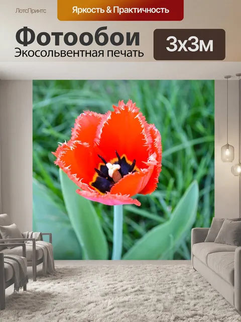 Фотообои Тюльпан