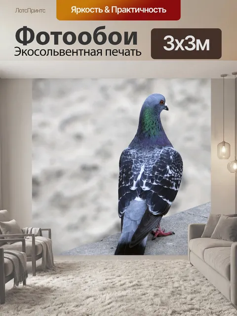 Фотообои Голубь