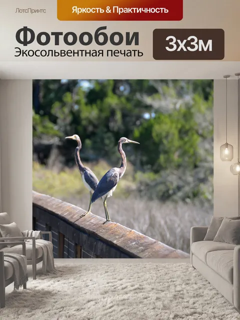 Фотообои Цапля в дикой природе