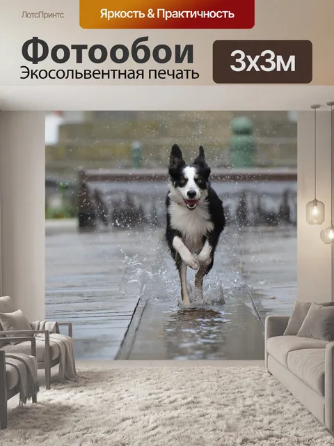 Фотообои Бордер-колли