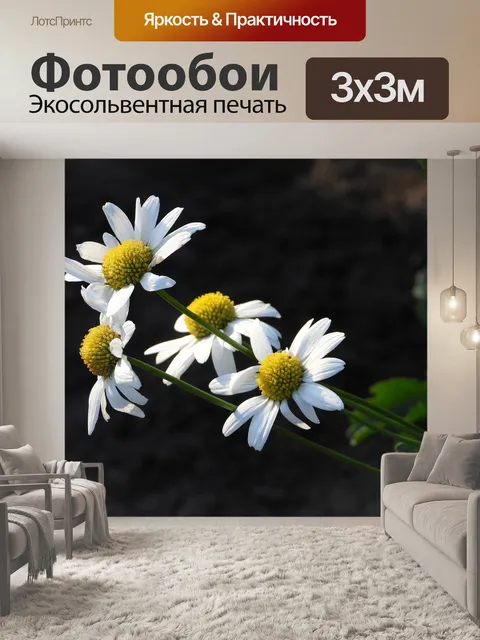 Фотообои Маргаритка