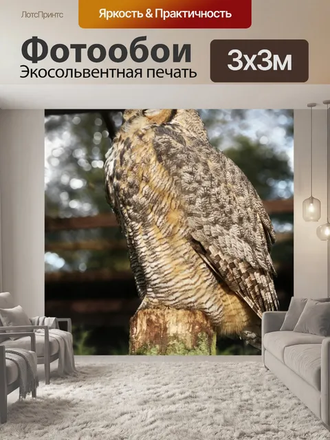 Фотообои Сова
