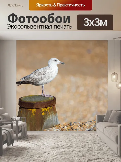 Фотообои Чайка на пляже