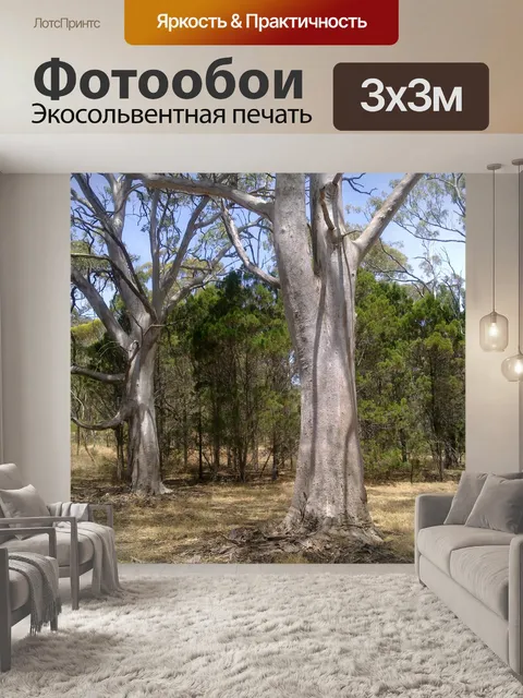 Фотообои Gum деревья