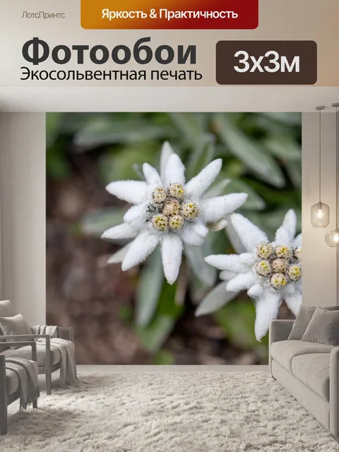 Фотообои Цветы