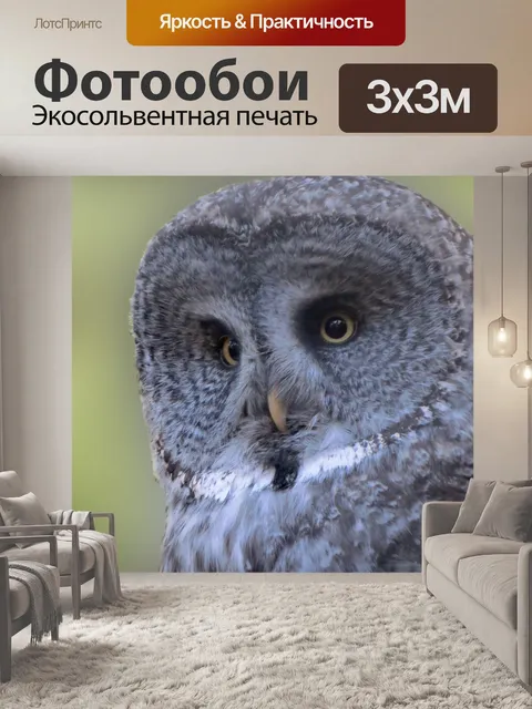 Фотообои Сова