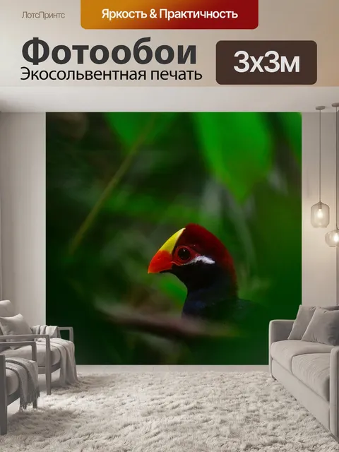 Фотообои Птица