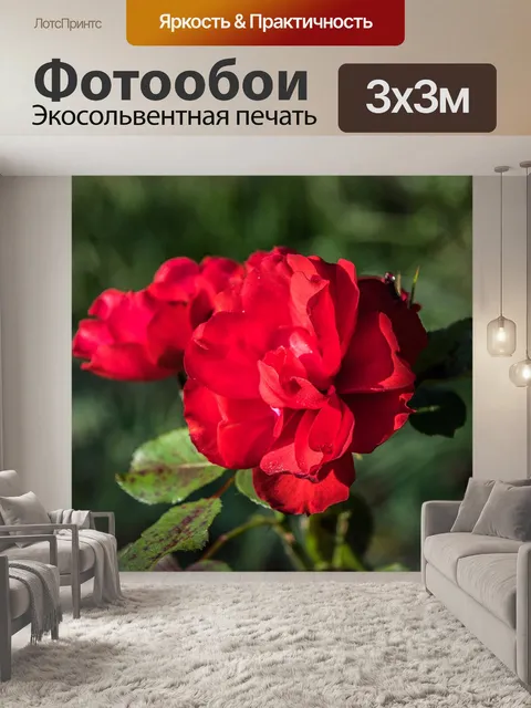 Фотообои Розы