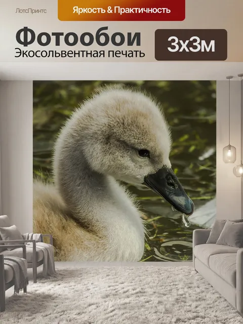 Фотообои Лебеди