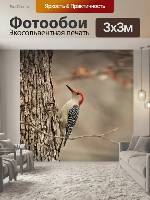 Фотообои Краснобрюхий дятел на дереве 3