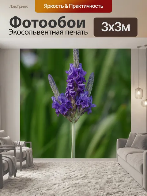 Фотообои Лаванда завод крупным планом