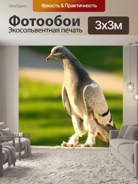 Фотообои Голубь