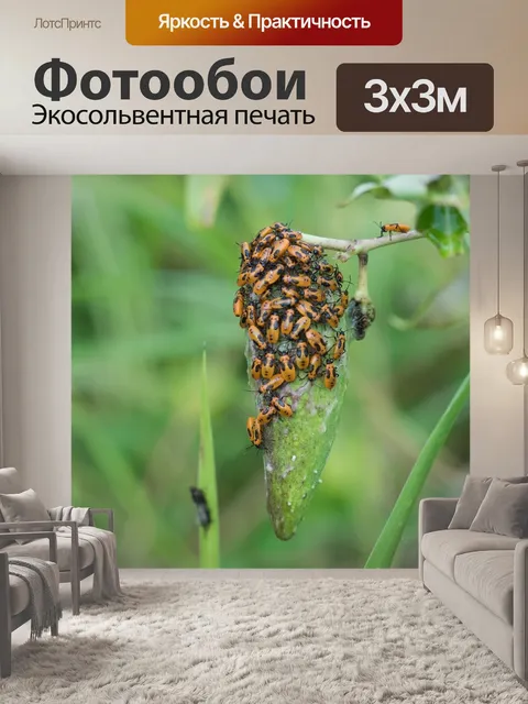 Фотообои Жуки