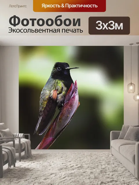 Фотообои Колибри