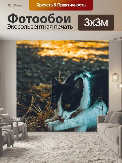 Фотообои Кошка