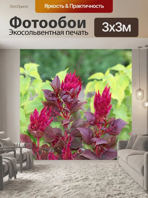 Фотообои Maroon Celosia Blooms