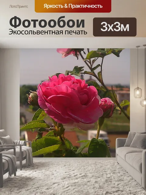Фотообои Роза