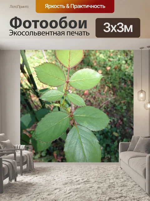 Фотообои Листья розы