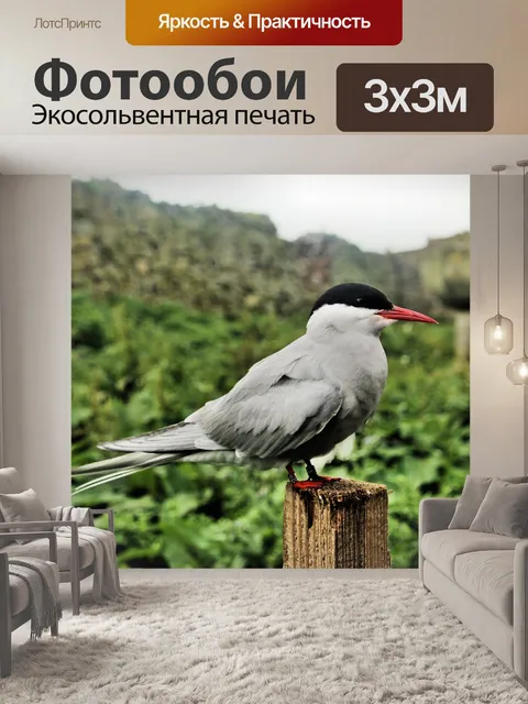 Фотообои Полярная крачка