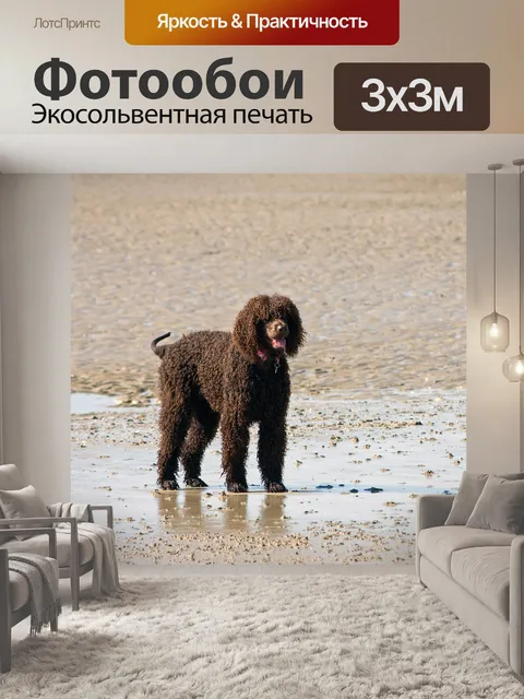 Фотообои Собака на пляже