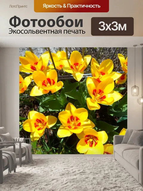 Фотообои Тюльпаны