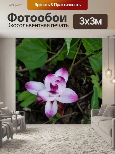 Фотообои Орхидея